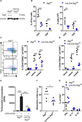 Defective Autophagy in T Cells Impairs the Development of Diet-Induced Hepatic Steatosis and Atherosclerosis